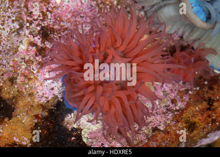 Pferdeaktinie, Pferde-Aktinie, Aktinie, Purpurrose, Actinia equina, Seeanemone, See-Anemone, beadlet anemone, sea anemone, beadlet-anemone, sea-anemon Stock Photo