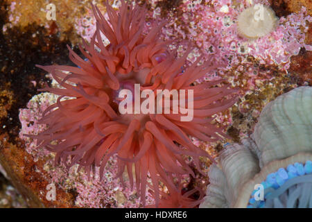 Pferdeaktinie, Pferde-Aktinie, Aktinie, Purpurrose, Actinia equina, Seeanemone, See-Anemone, beadlet anemone, sea anemone, beadlet-anemone, sea-anemon Stock Photo