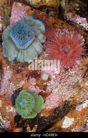 Pferdeaktinie, verschiedene Farbvarianten, Pferde-Aktinie, Aktinie, Purpurrose, Actinia equina, Seeanemone, See-Anemone, beadlet anemone, sea anemone, Stock Photo