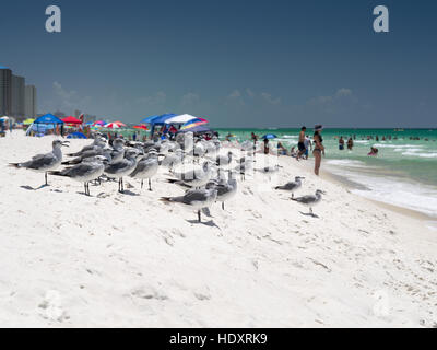 A flock of seagulls gathered on Panama City Beach, Florida. Stock Photo