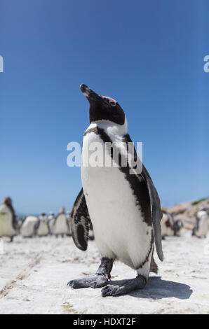 African Penguin ( Spheniscus demersus ) Betty's Bay, Western Cape, South Africa Stock Photo