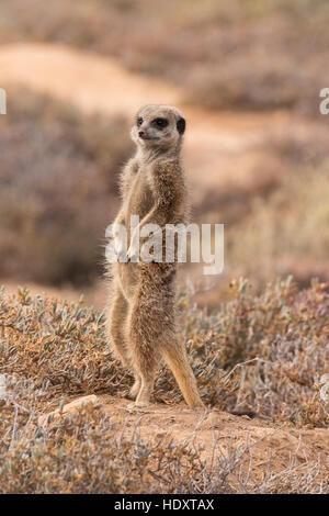 Meerkat lookout ( Suricata suricatta ), Oudsthoorn, the Karoo, South Africa Stock Photo