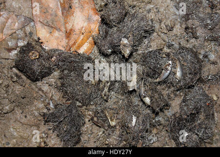 Scat from Jaguar Panthera onca containing hair and claws Stock Photo