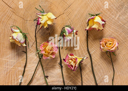 Withered roses on wooden background as studio close up and symbolic image for time and transience life and death Stock Photo