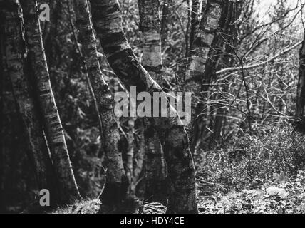 Black and white closeup on the trunks of a birch tree forest Stock Photo