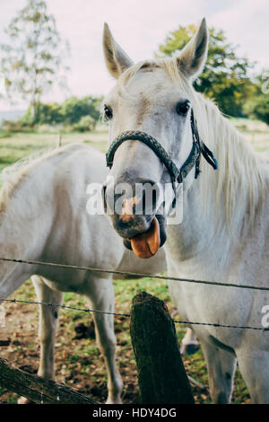 The portrait of a white horse making a funny face by sticking its tongue out. Stock Photo