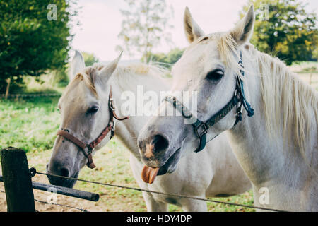 Two white horses, one of the animals is making a funny face and sticking its tongue out. Stock Photo