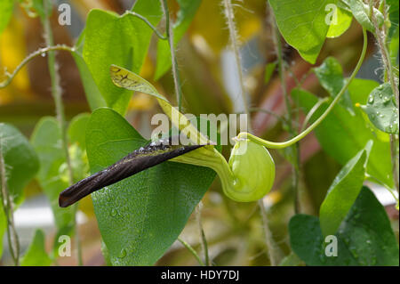 Aristolochia sp. in flower Stock Photo