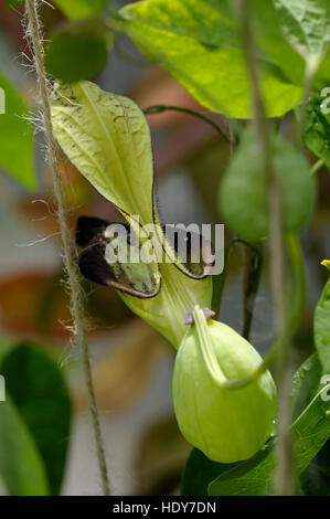 Aristolochia sp. in flower Stock Photo