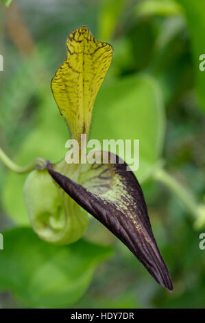 Aristolochia sp. in flower Stock Photo