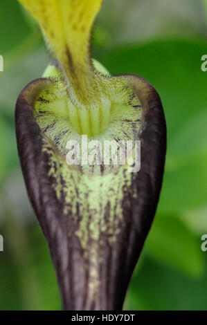 Aristolochia sp. in flower Stock Photo