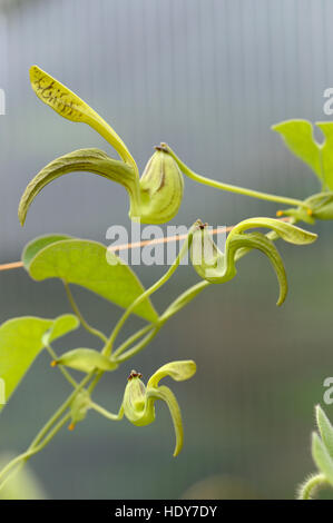 Aristolochia sp. in flower Stock Photo