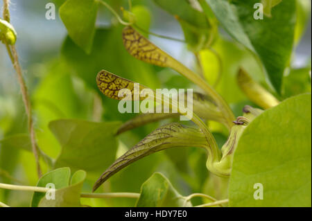 Aristolochia sp. in flower Stock Photo