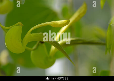 Aristolochia sp. in flower Stock Photo