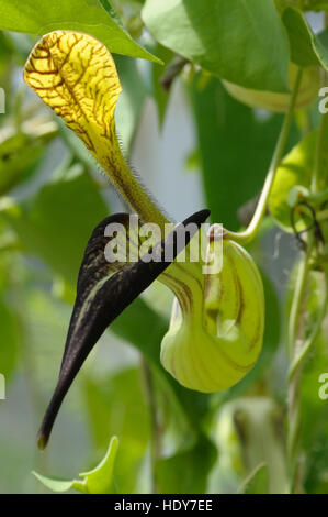 Aristolochia sp. in flower Stock Photo