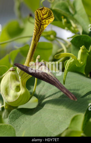 Aristolochia sp. in flower Stock Photo