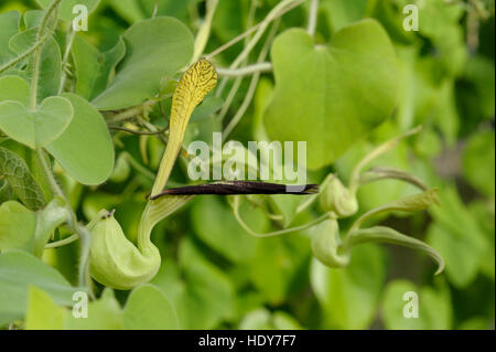 Aristolochia sp. in flower Stock Photo