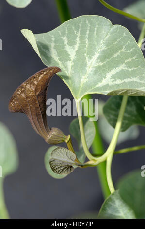 Aristolochia chilensis flowering Stock Photo