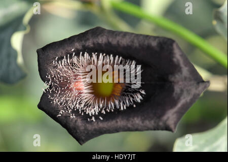 Aristolochia chilensis flowering Stock Photo