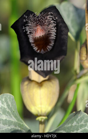 Aristolochia chilensis flowering Stock Photo