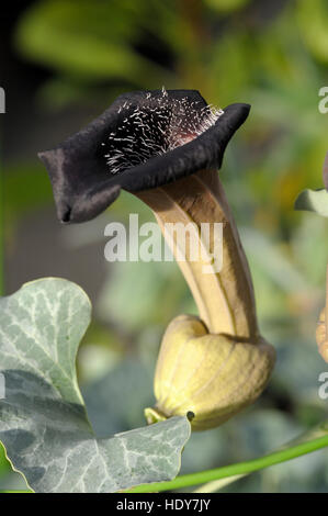 Aristolochia chilensis flowering Stock Photo