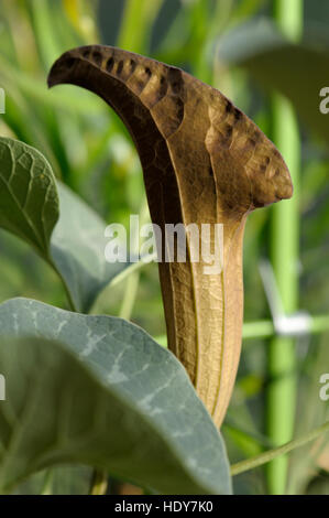 Aristolochia chilensis flowering Stock Photo