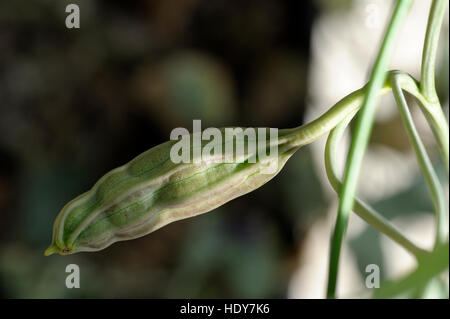 Aristolochia chilensis flowering Stock Photo