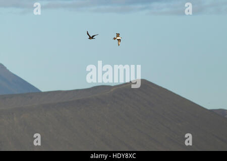 Arctic Skua (Stercorarius parasiticus) adult, in flight, over volcanic landscape, Myvatn, North Iceland, July Stock Photo