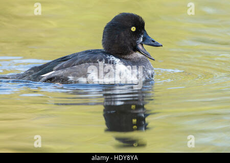 Common Goldeneye (Bucephala clangula) young male, on water, Lancashire, England, October Stock Photo