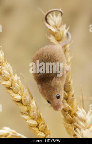 Harvest Mouse (Micromys minutus) adult, on wheat, Derbyshire, England, August (Controlled conditions) Stock Photo