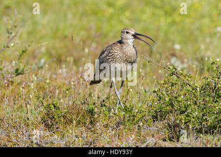 Whimbrel (Numenius phaeopus) adult, calling, walking in scrubland, Myvatn, Iceland, July Stock Photo
