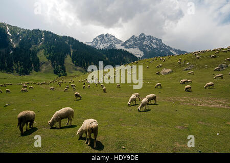 A large herd of sheep grazing on mountain green pastures at Sonmarg, Kashmir, India, with mountains and clouds in background Stock Photo