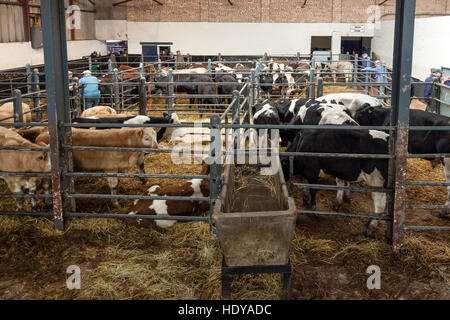 Cows in pens prior to livestock sales. Cattle Market, Melton Mowbray, Leicestershire, England, UK Stock Photo