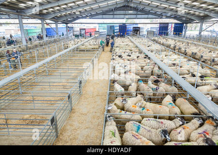 Sheep Market, Melton Mowbray, Leicestershire, England, UK Stock Photo