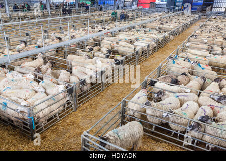 Sheep Market, Melton Mowbray, Leicestershire, England, UK Stock Photo