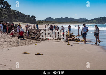 Hot Water Beach on Mercury Bay the Coromandel Peninsula, North Island, New Zealand Stock Photo