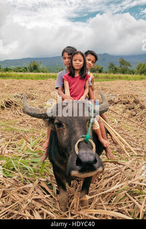 Filipino children ride on the back of their carabao, water buffalo, in Ma'ao, Negros Occidental Island, Philippines. Stock Photo