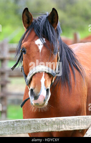 Portrait of beautiful bay horse in the summer corral looking over the corral fence Stock Photo