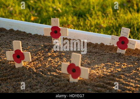 Remembrance day poppys, Ashford, Kent, UK Stock Photo