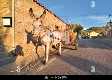 Portugal: Donkey with cart in front of a traditional granite stone house Stock Photo