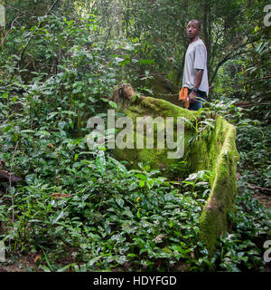 The buttress root of a giant rain forest tree towers on Tiwai Island in Sierra Leone, a guide pointing at it. Stock Photo