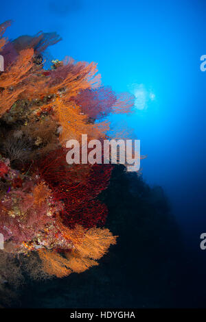 coral life diving Sudan Soudan Red Sea safari Stock Photo