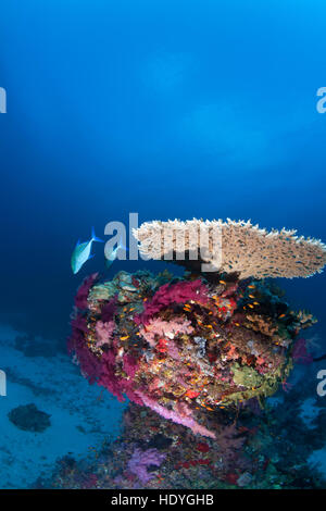 coral life diving Sudan Soudan Red Sea safari Stock Photo