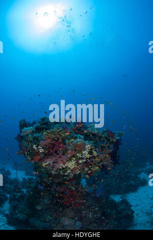 coral life diving Sudan Soudan Red Sea safari Stock Photo