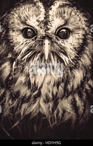 wild bird owl Stock Photo
