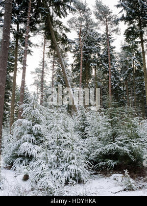 English wintery country scene Stock Photo