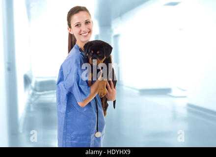 Brunette veterinary with a rottweiler puppy dog at the clinic Stock Photo