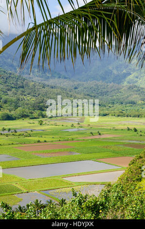 Taro fields in Hanalei National Wildlife Refuge, Hanalei Valley, Kauai, Hawaii. Stock Photo