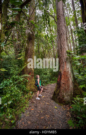 Hiking Manoa Falls Trail, Honolulu, Oahu, Hawaii. (MR) Stock Photo