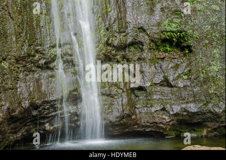 Manoa Falls, Honolulu, Oahu, Hawaii. Stock Photo